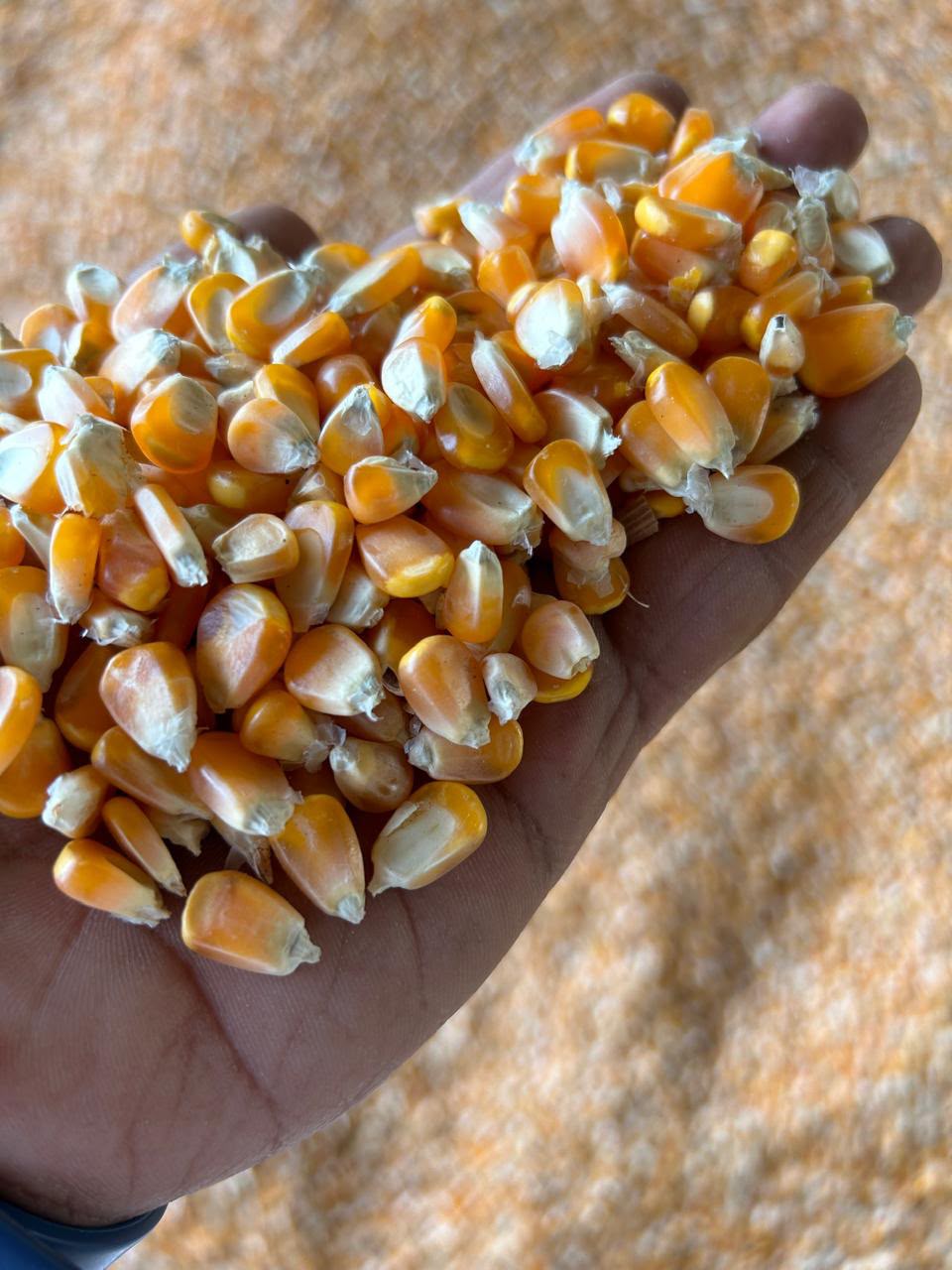 Corn sample in hand